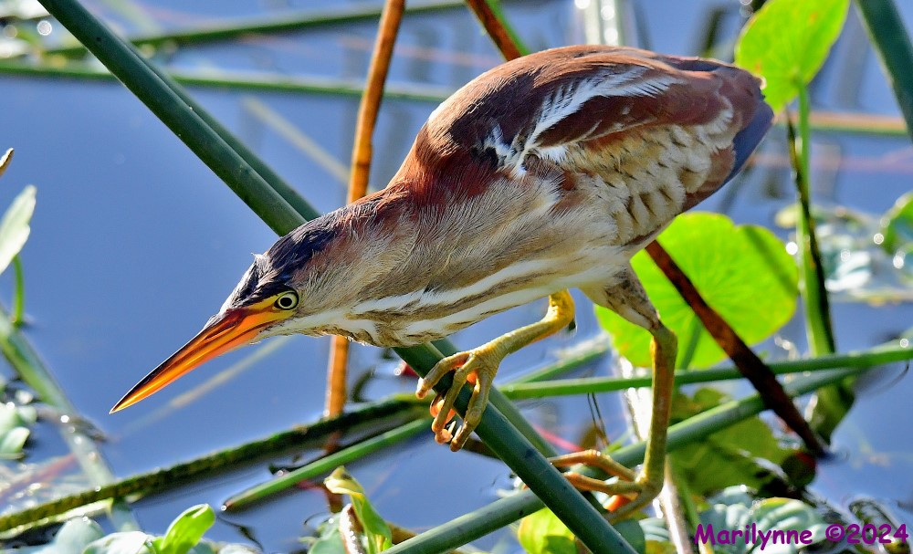DSC_5402_001.JPG