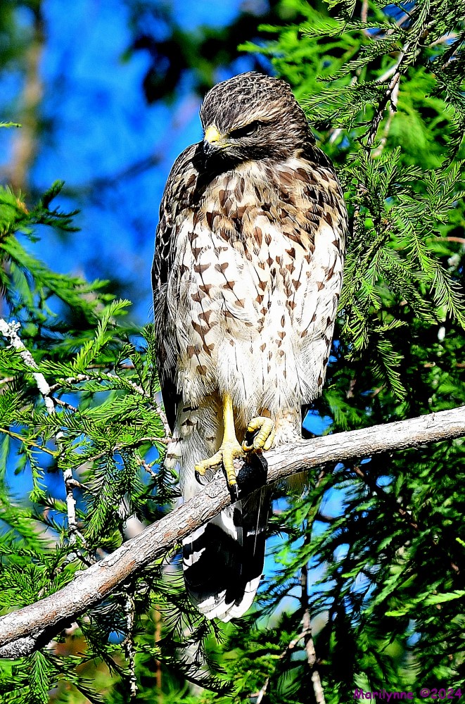 DSC_5408_001.JPG