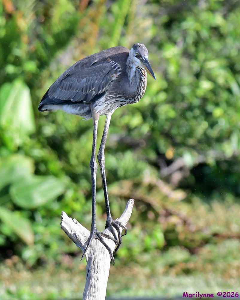 DSC_5408_001.JPG