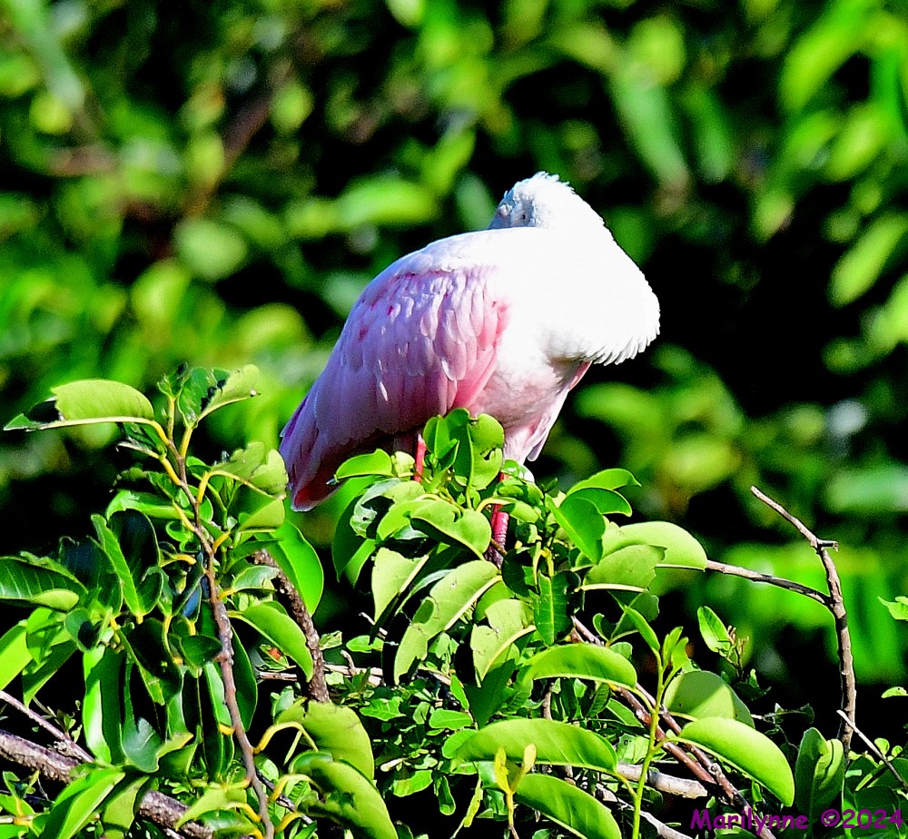 DSC_5410_001.JPG