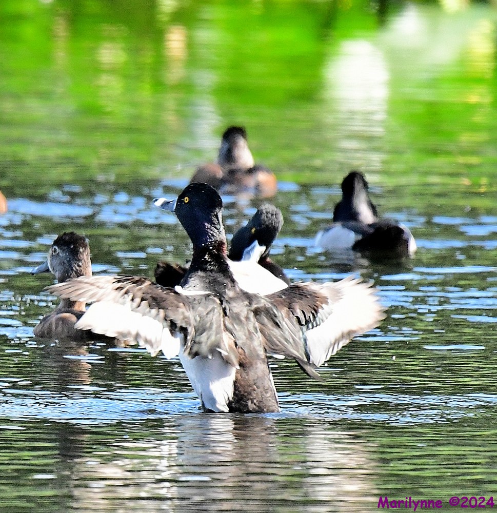DSC_5417_001.JPG