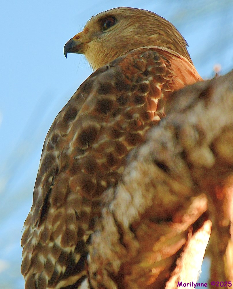DSC_5417_001.JPG
