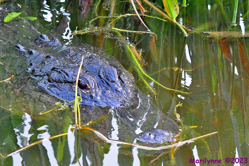 DSC_5422_001.JPG