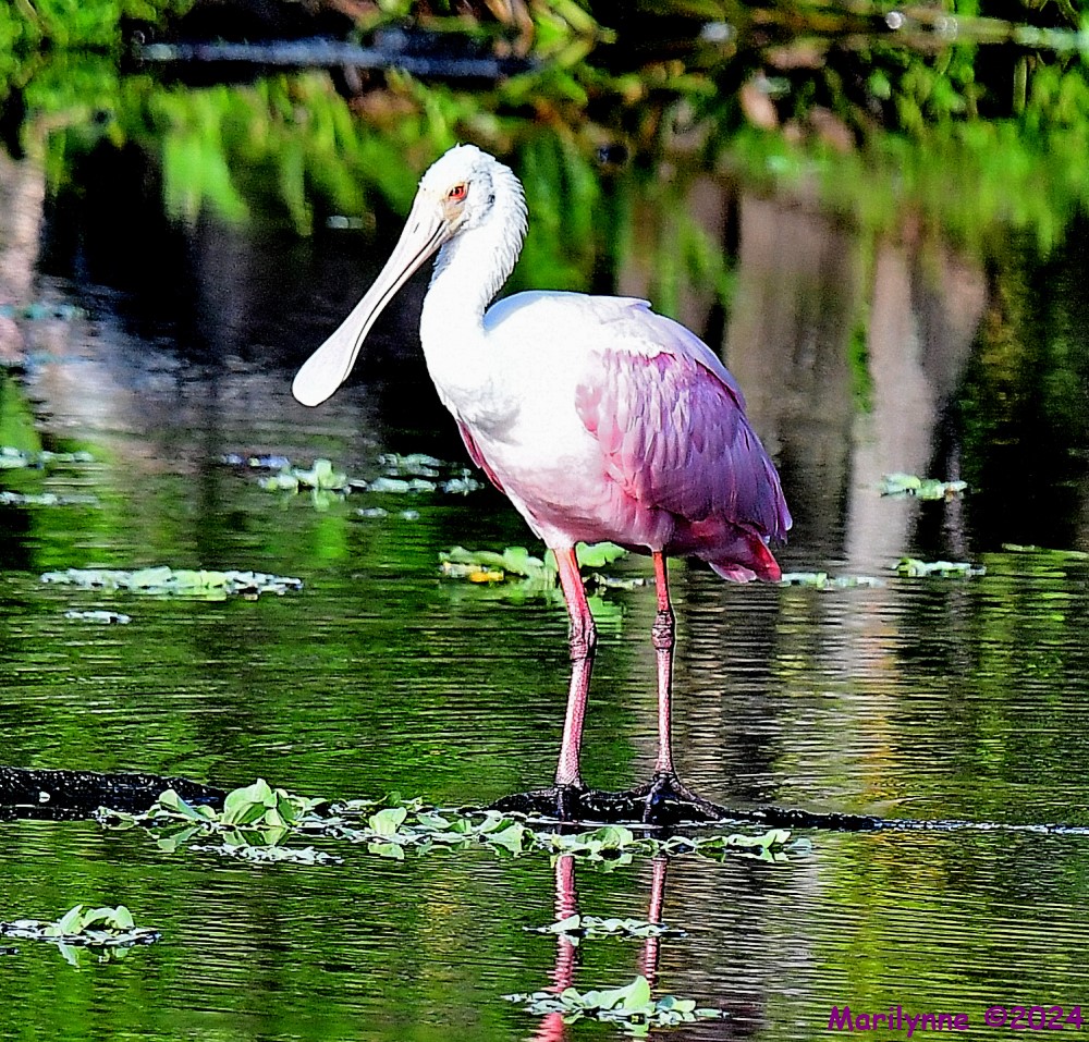 DSC_5424_001.JPG