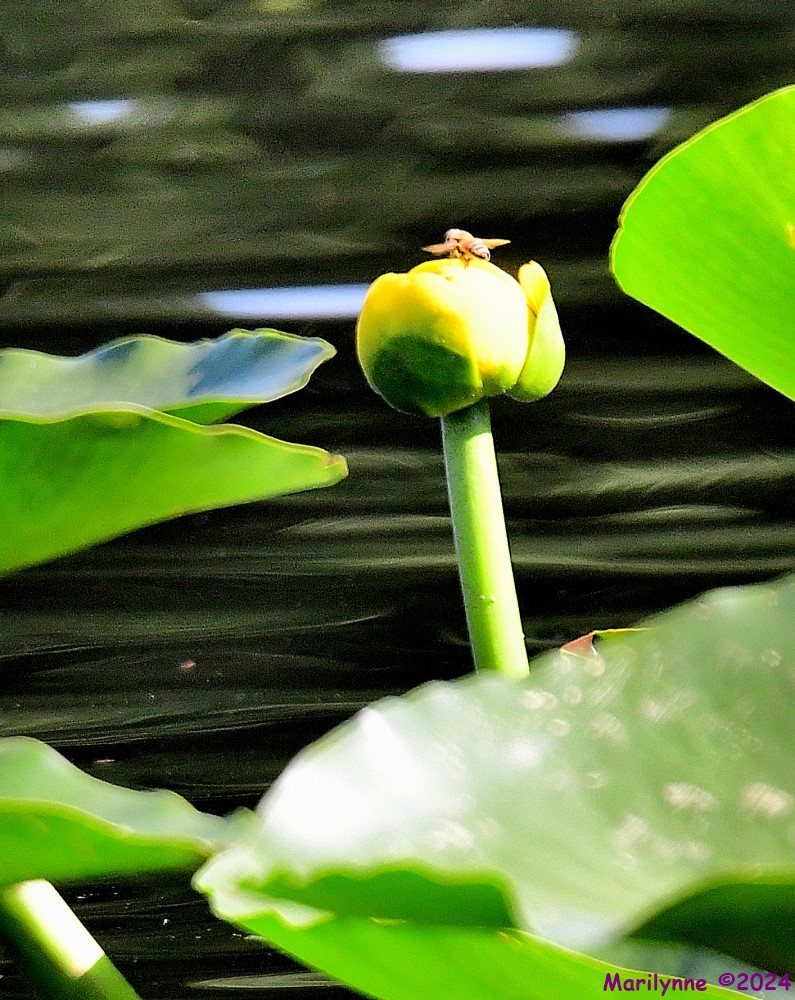 DSC_5426_001.JPG