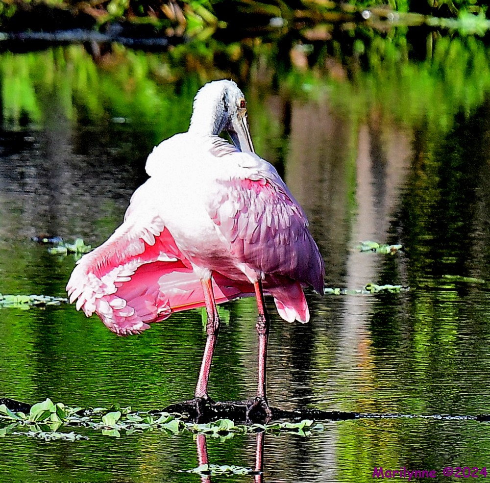 DSC_5427_001.JPG