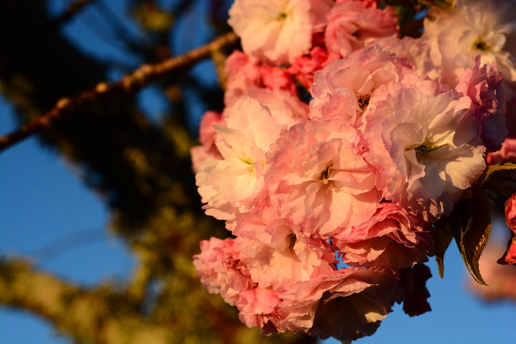 DSC_5428.jpg