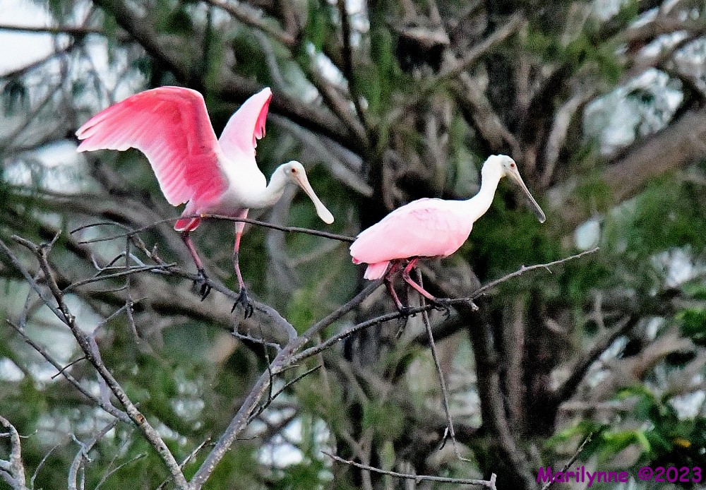 DSC_5431_001.JPG
