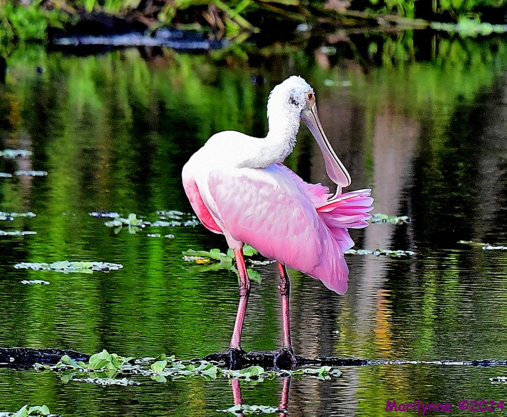 DSC_5431_001.JPG