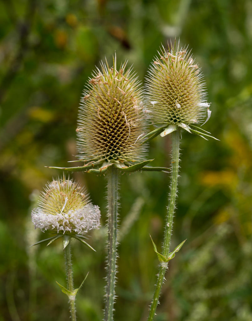 DSC_5433.jpg