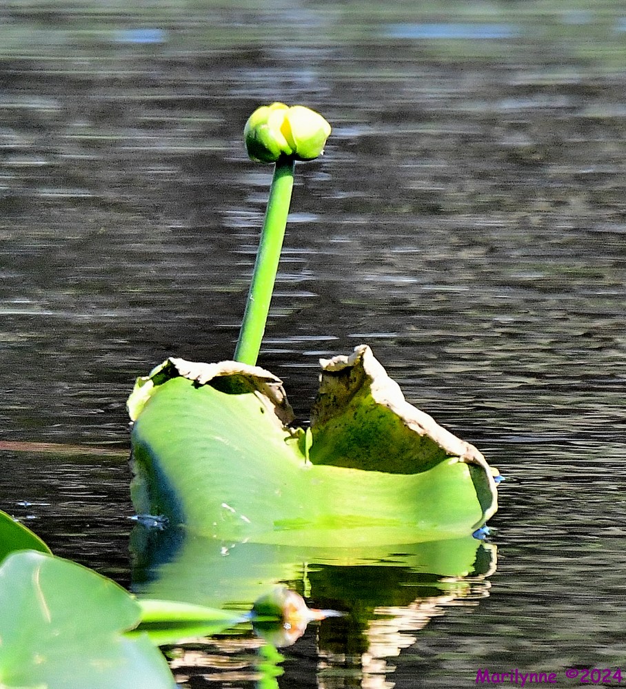 DSC_5433_001.JPG