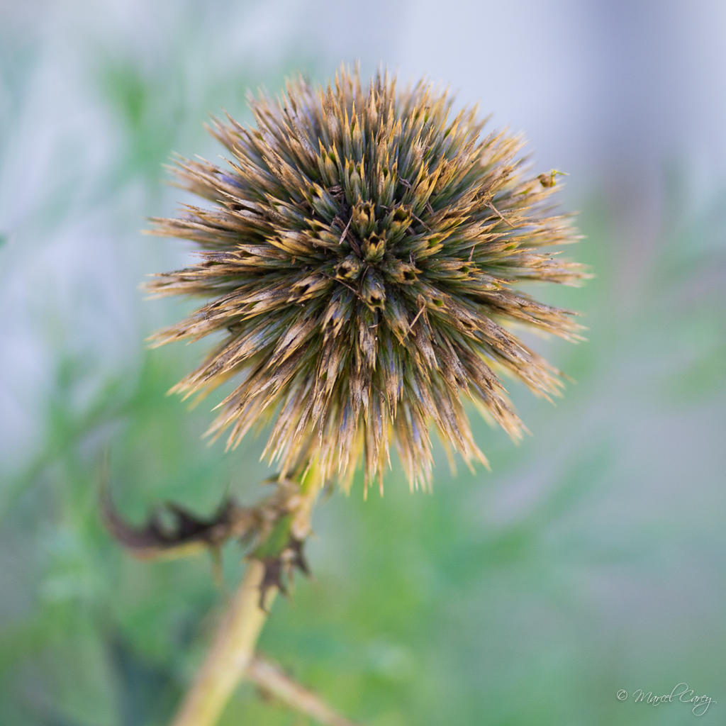 DSC_5434.jpg