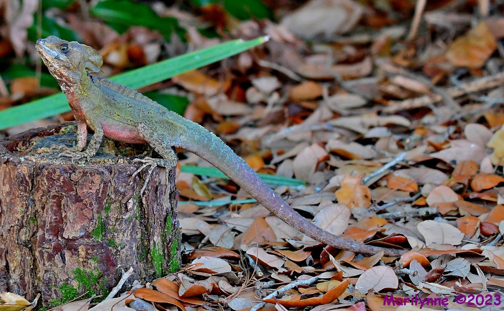 DSC_5434_001.JPG
