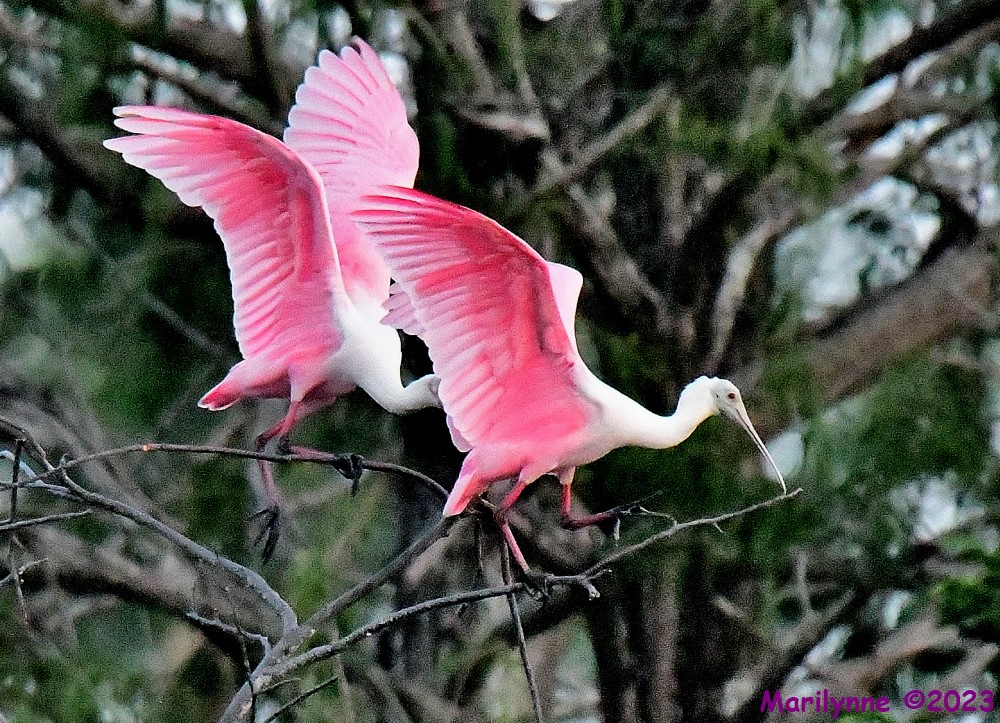 DSC_5437_001.JPG