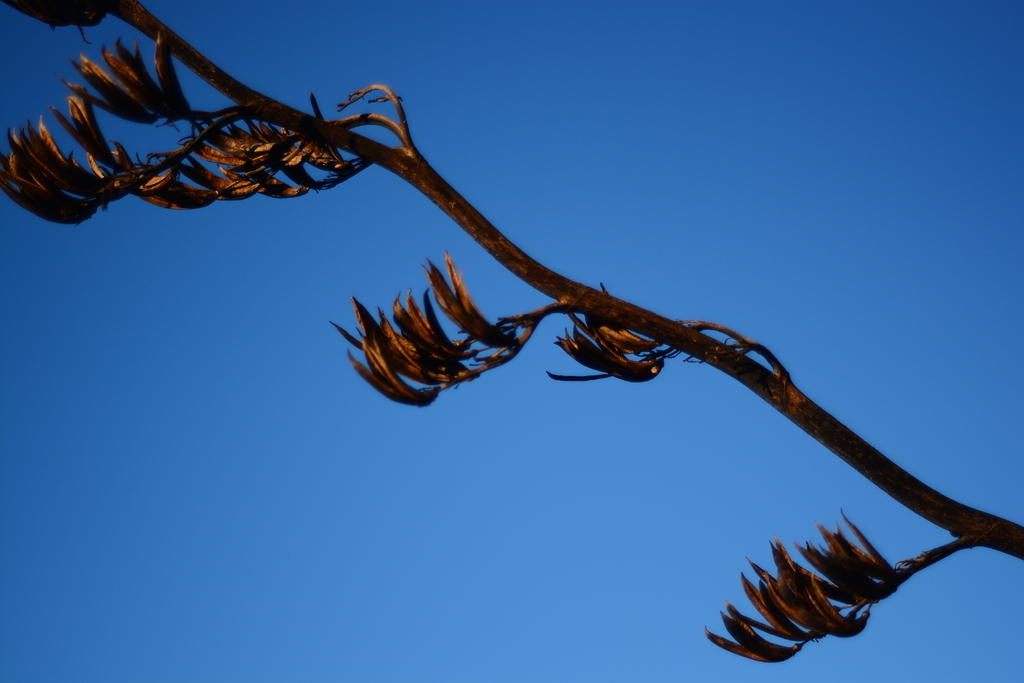 DSC_5438.jpg