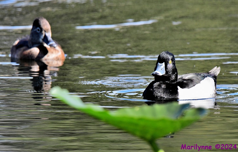 DSC_5438_001.JPG