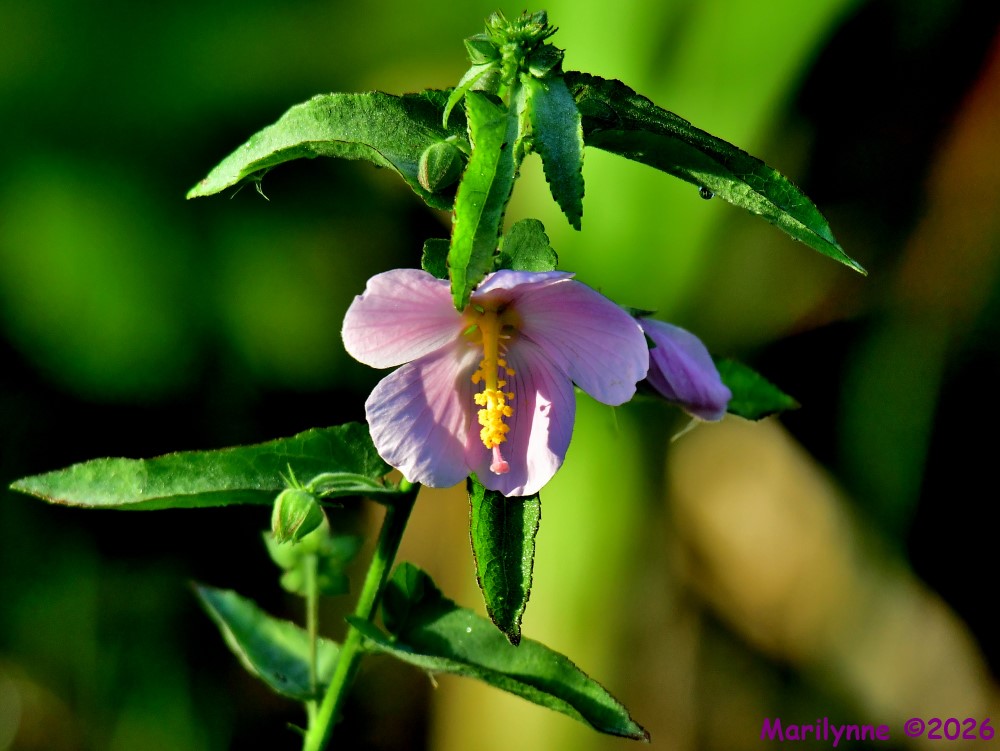 DSC_5438_001.JPG