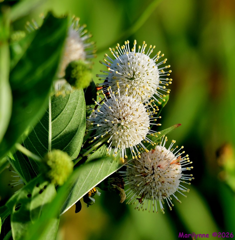 DSC_5442_001.JPG