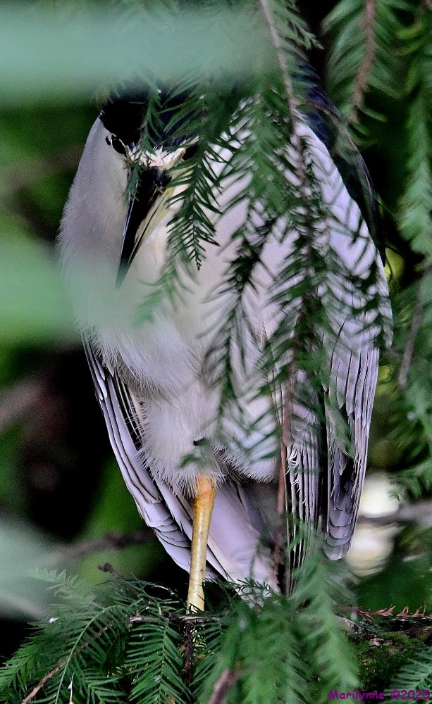 DSC_5444_001.JPG