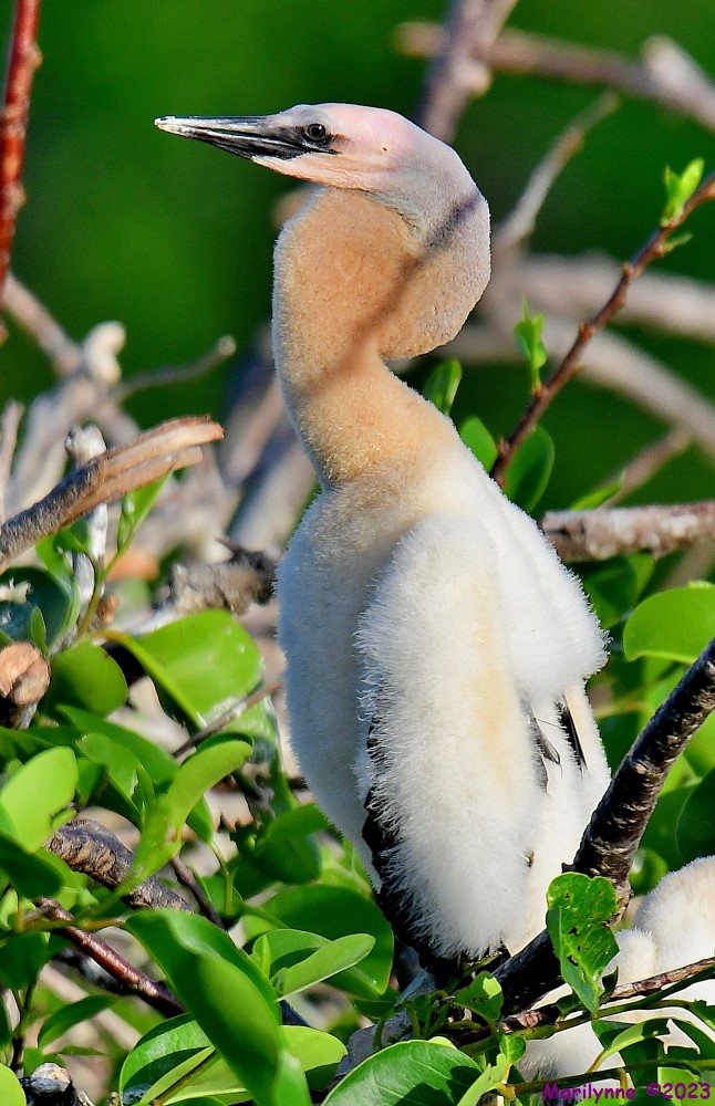 DSC_5446_001.JPG