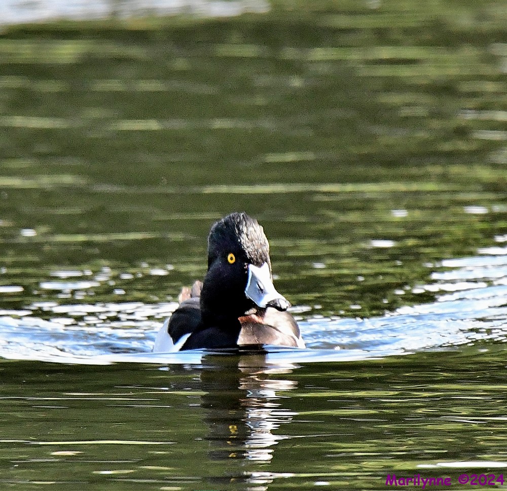 DSC_5446_001.JPG