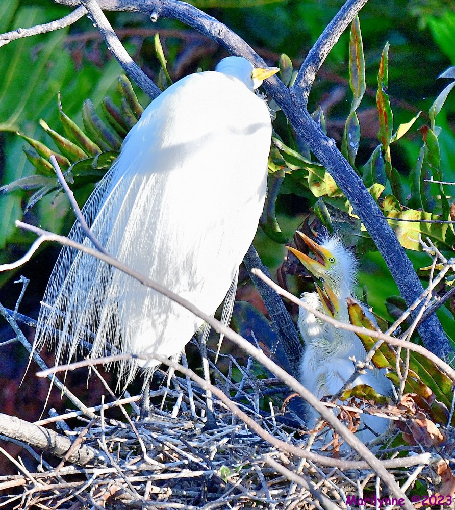 DSC_5452_001.JPG