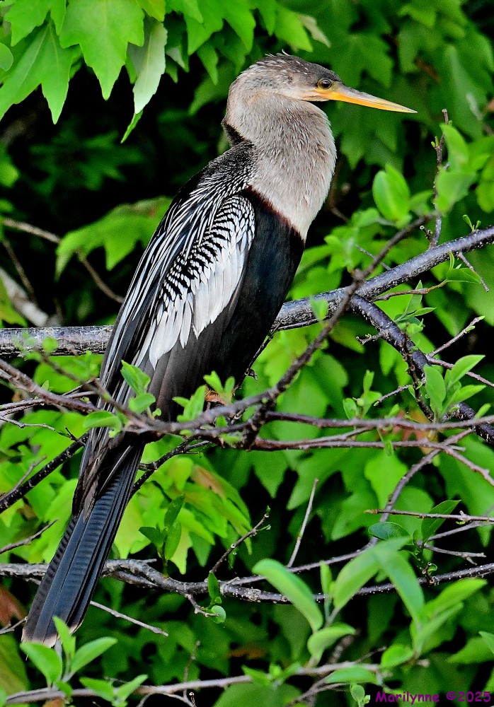 DSC_5452_001.JPG