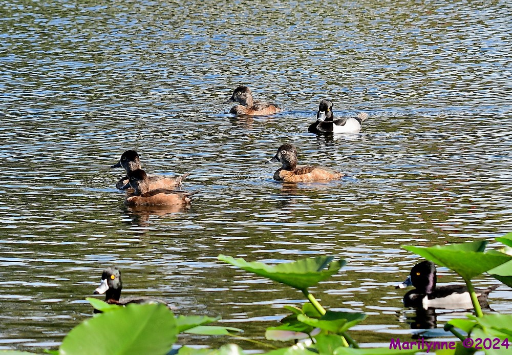 DSC_5454_001.JPG