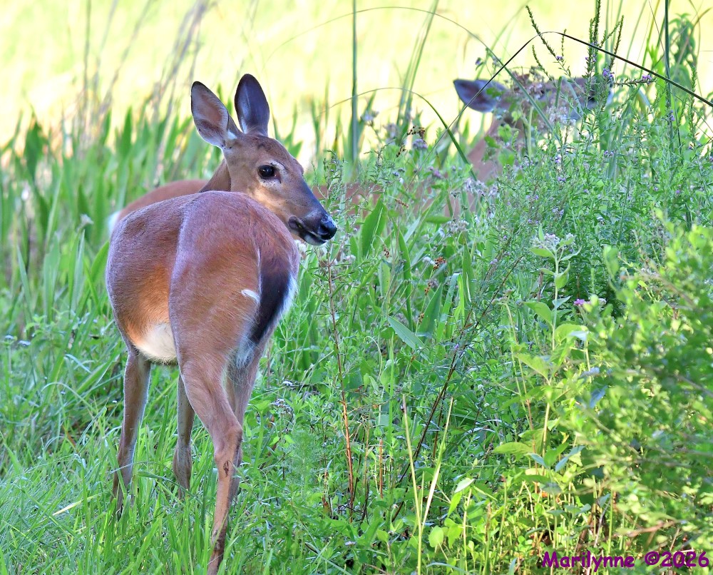 DSC_5454_001.JPG