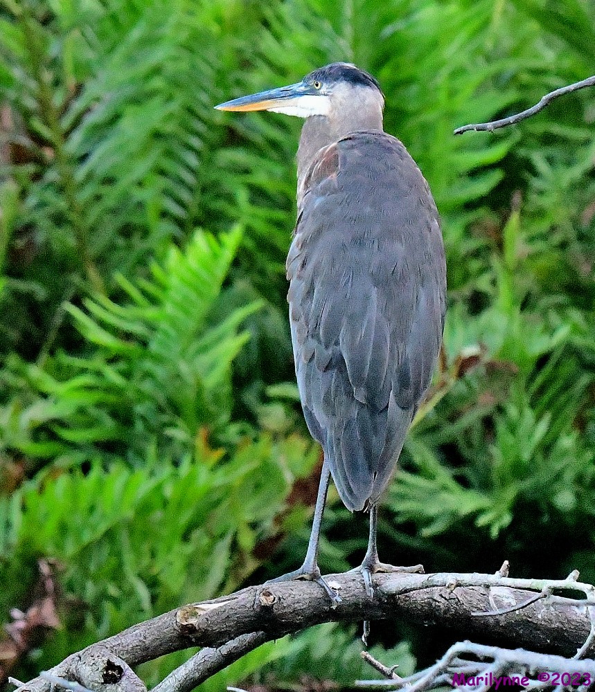 DSC_5455_001.JPG