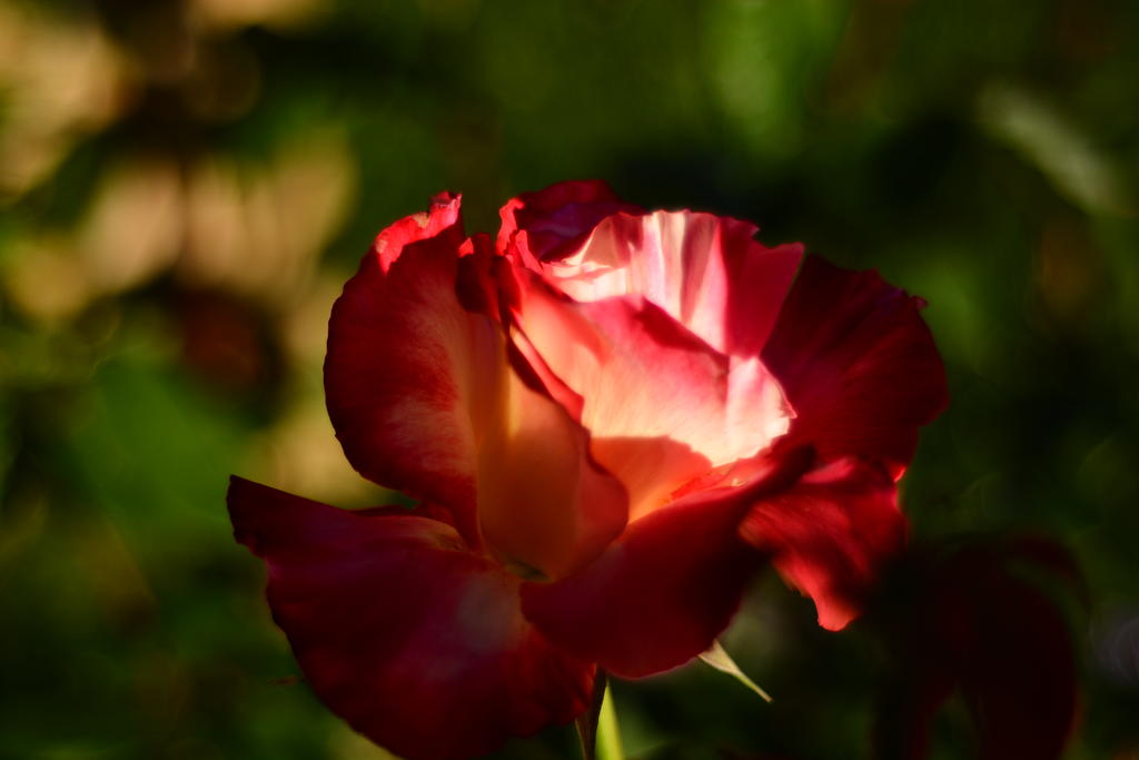 DSC_5456.jpg