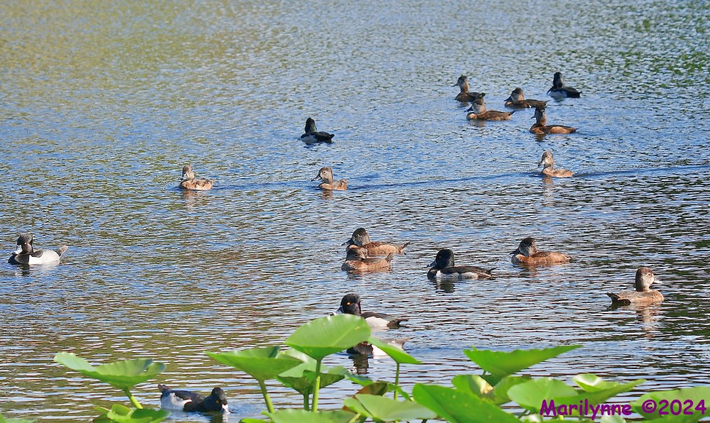 DSC_5456_001.JPG