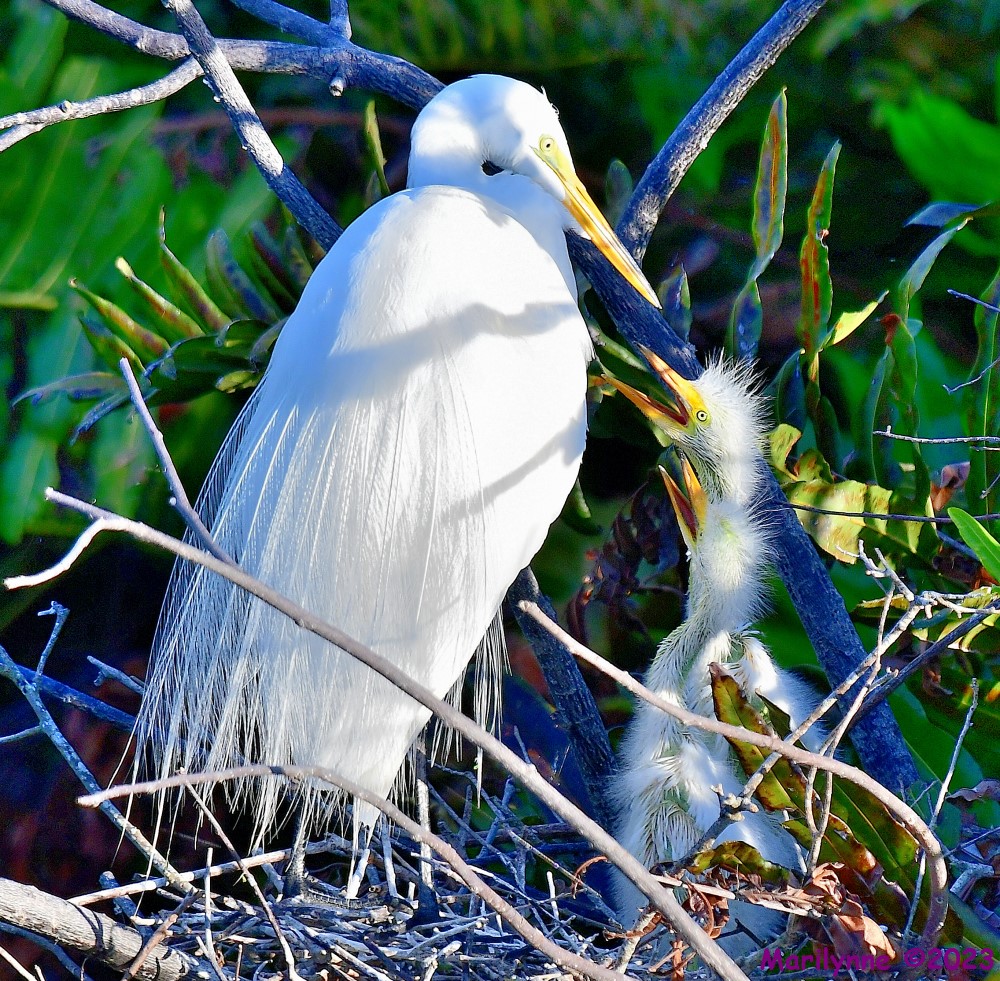 DSC_5459_001.JPG