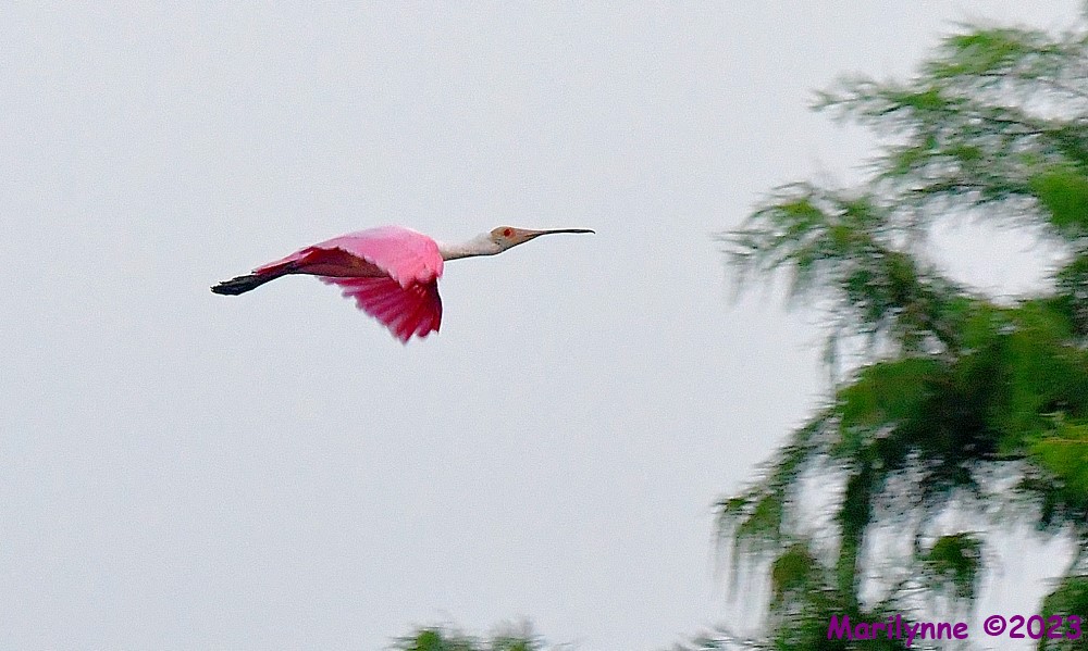 DSC_5461_001.JPG