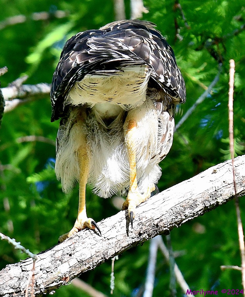 DSC_5463_001.JPG