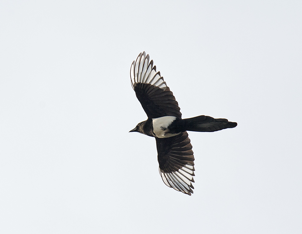 DSC_5464.jpg
