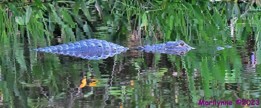 DSC_5465_001.JPG