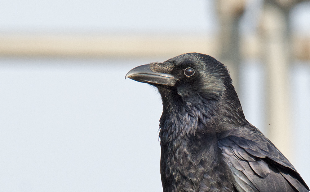 DSC_5466c.jpg