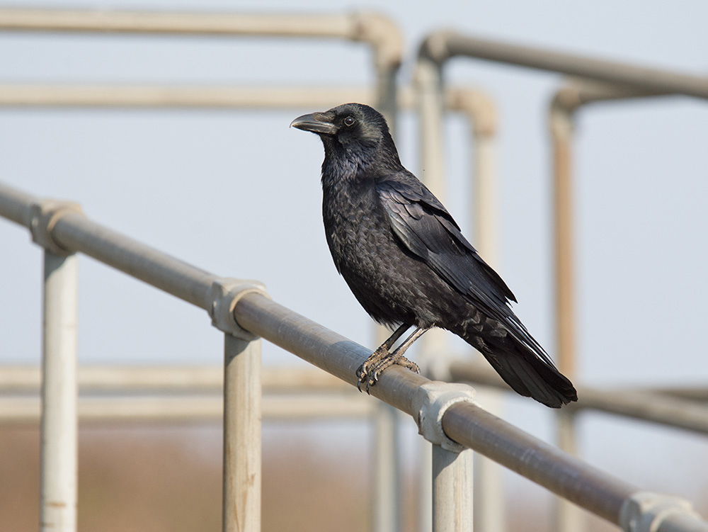 DSC_5466f.jpg