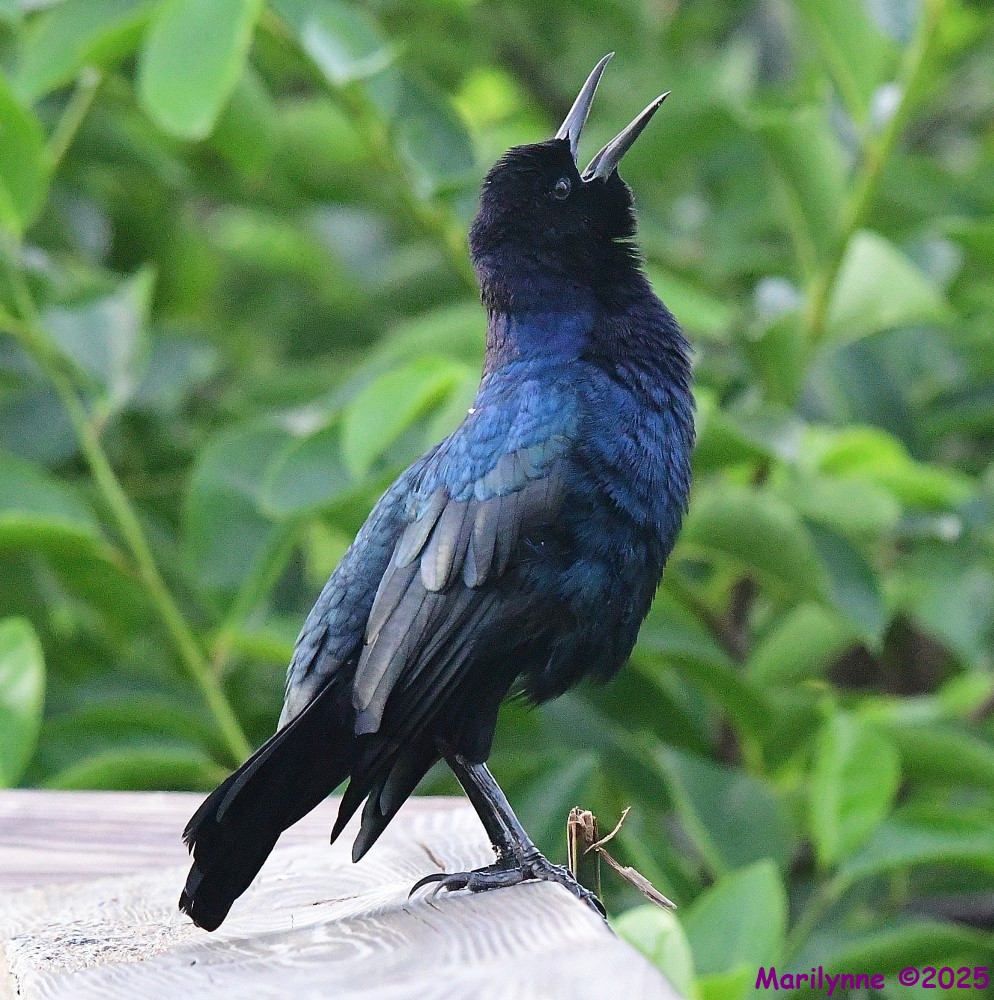 DSC_5467_001.JPG