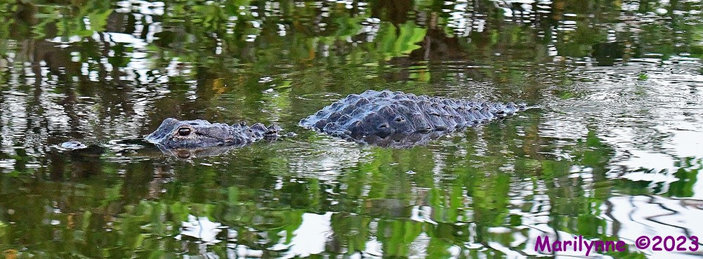 DSC_5468_001.JPG