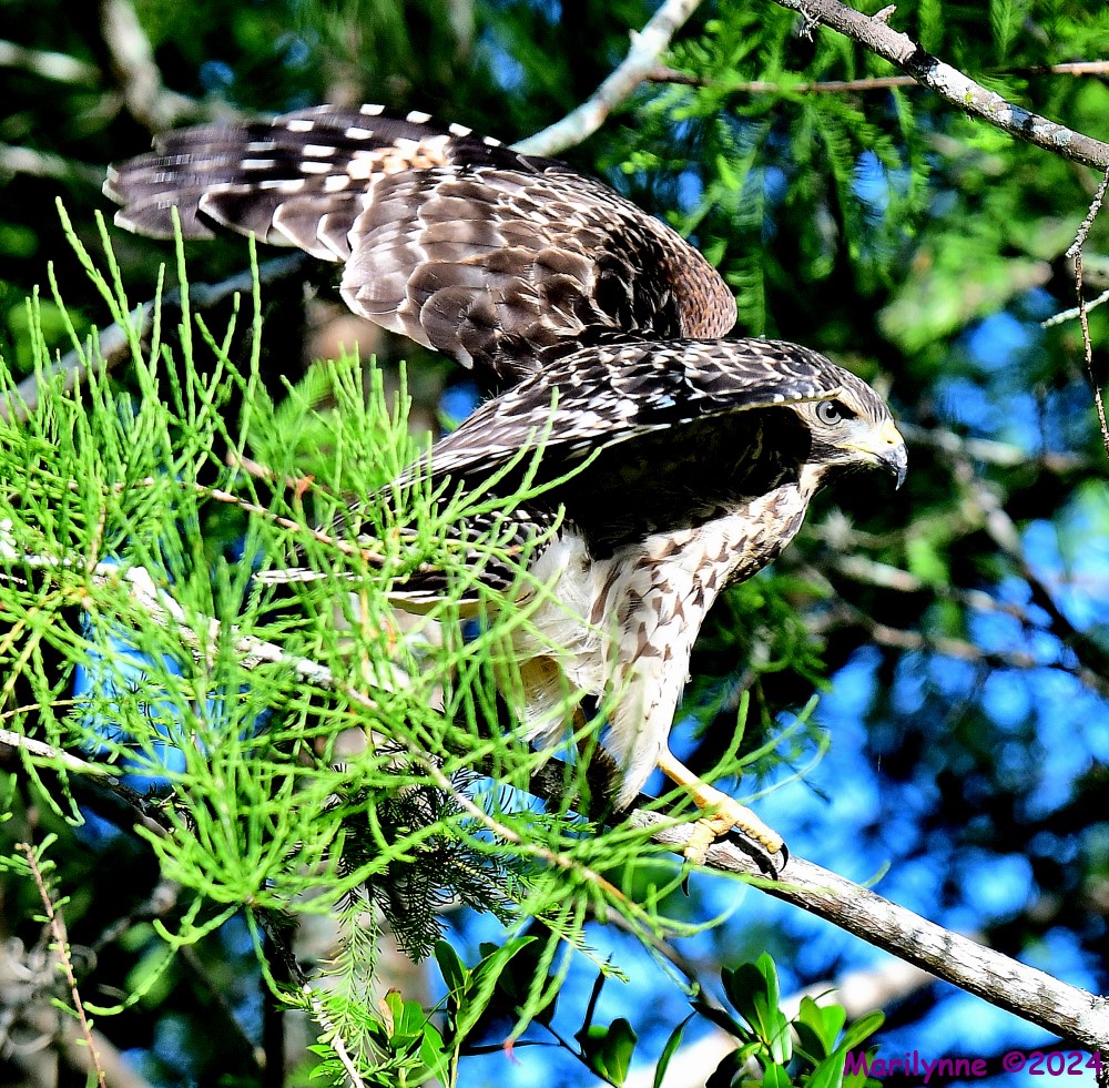 DSC_5470_001.JPG