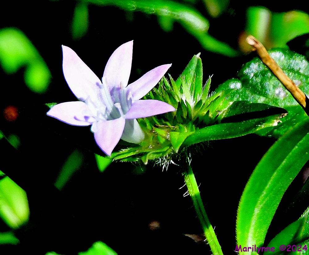 DSC_5471_001.JPG