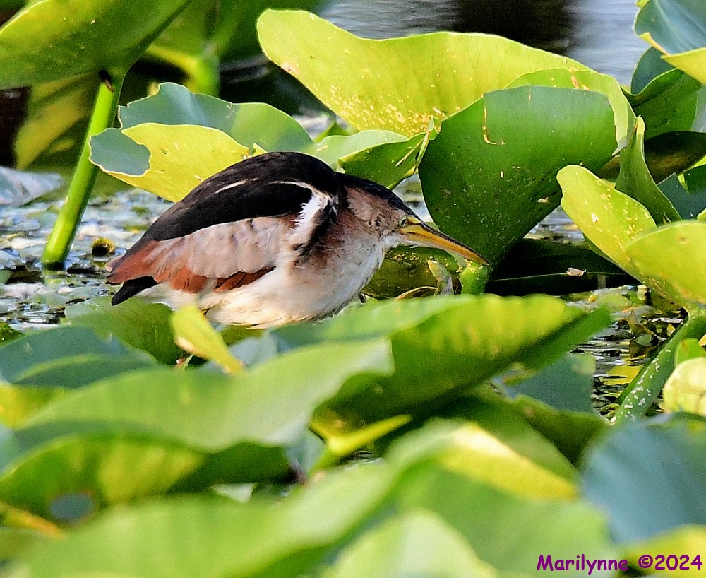 DSC_5473_001.JPG