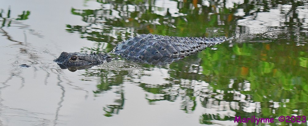 DSC_5474_001.JPG
