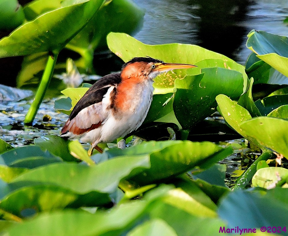 DSC_5477_001.JPG