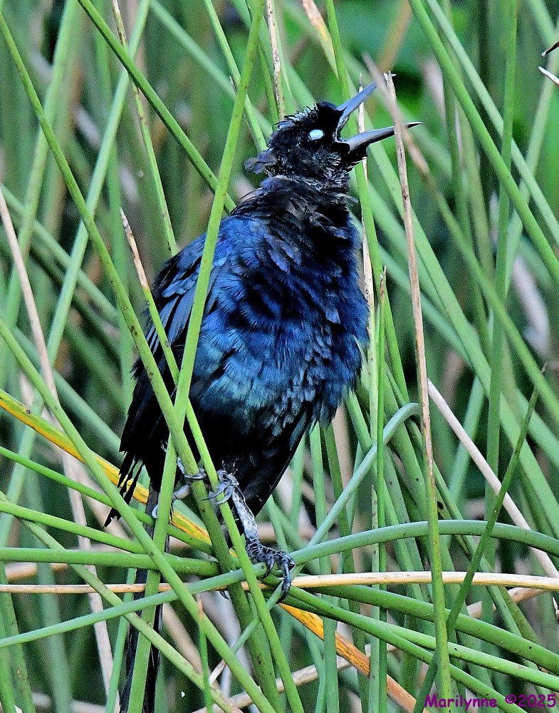 DSC_5477_001.JPG