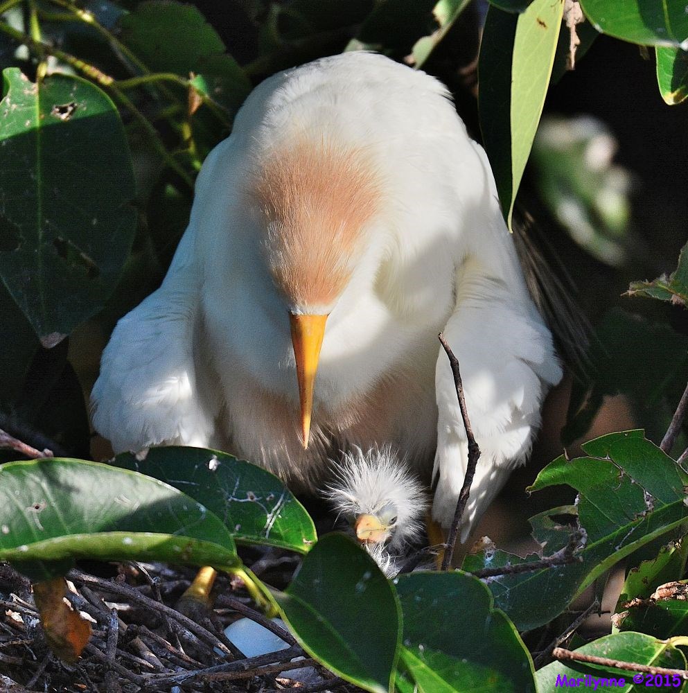 BirdWatching Magazine Online Photo of the Week  July 13 2015