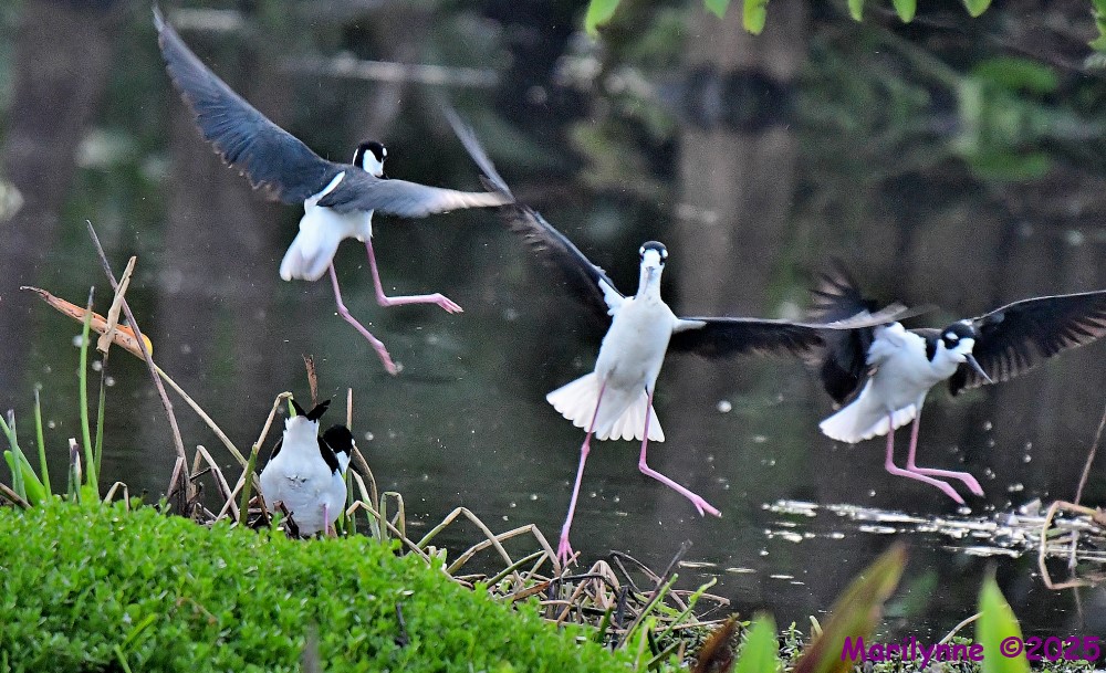 DSC_5480_001.JPG