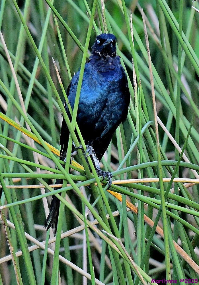 DSC_5480_001.JPG